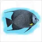 Grey Angelfish illustration