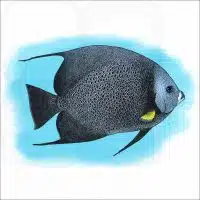 Grey Angelfish illustration