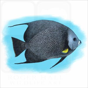 Grey Angelfish illustration