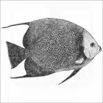 Grey Angelfish black and white drawing