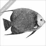 Grey Angelfish black and white stock image