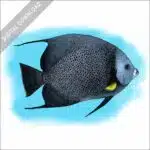 Grey Angelfish stock image