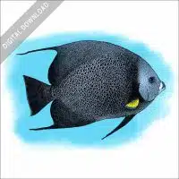 Grey Angelfish stock image