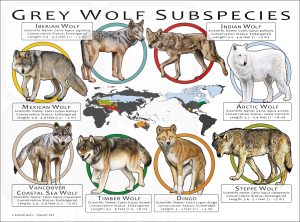 Grey Wolf Subspecies poster print