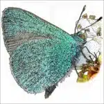 Hawaiian Blue Butterfly illustration
