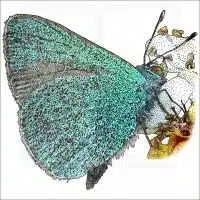 Hawaiian Blue Butterfly illustration