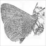 Hawaiian Blue Butterfly black and white illustration
