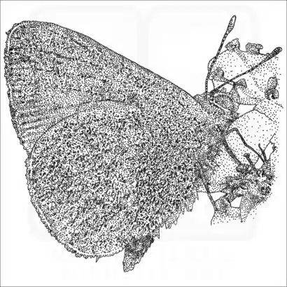 Hawaiian Blue Butterfly black and white illustration