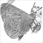 Hawaiian Blue Butterfly black and white stock image