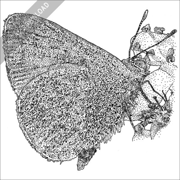 Hawaiian Blue Butterfly black and white stock image