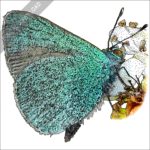 Hawaiian Blue Butterfly stock image