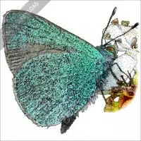 Hawaiian Blue Butterfly stock image
