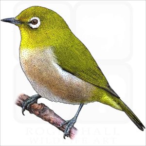 Warbling or Japanese White-Eye illustration