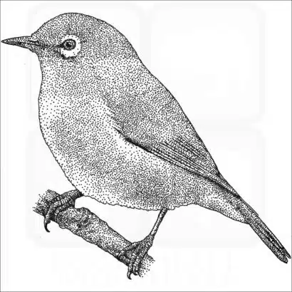 Japanese or Warbling White-Eye black and white drawing