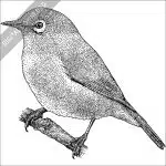 Japanese or Warbling White-Eye black and white stock image