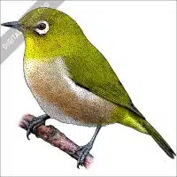 Japanese or Warbling White-Eye stock image