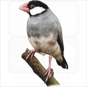 Java Sparrow illustration