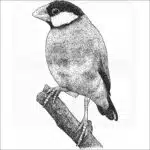 Java Sparrow black and white drawing