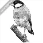 Java Sparrow black and white stock image