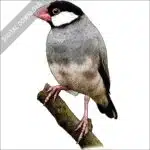 Java Sparrow stock image