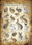 Lagomorphs of the US and Canada poster print