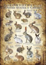 Lagomorphs of the US and Canada poster print
