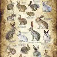 Lagomorphs of the US and Canada poster print