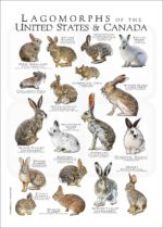 Lagomorphs of the US and Canada poster print