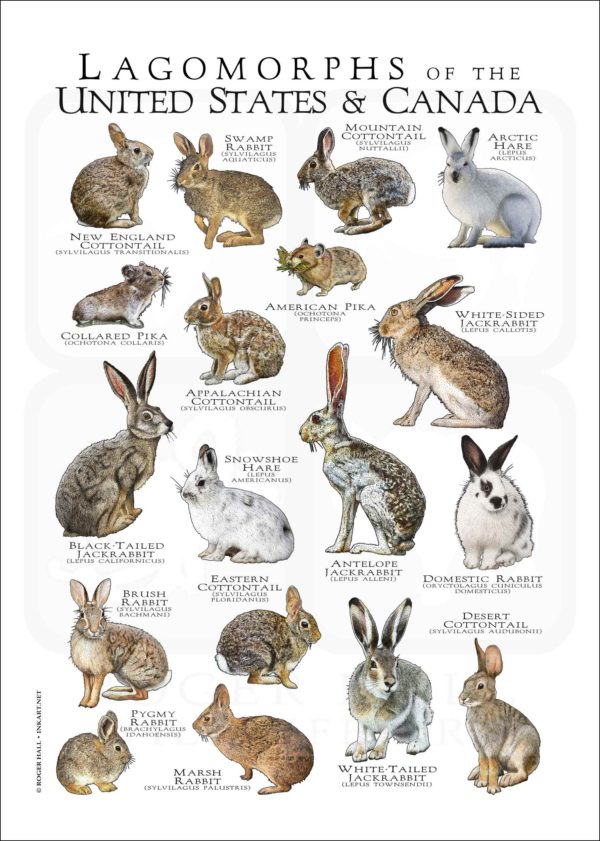Lagomorphs of the US and Canada poster print