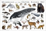 Mammals of the Outer Banks, NC poster print