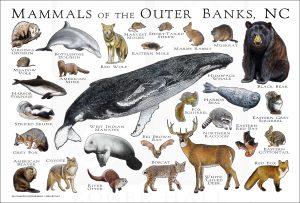 Mammals of the Outer Banks, NC poster print