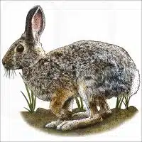 Mountain Cottontail illustration