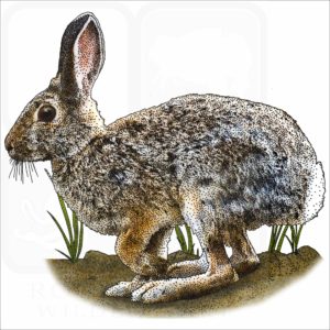 Mountain Cottontail illustration