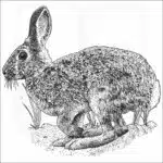 Mountain Cottontail black and white drawing