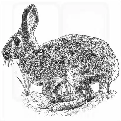 Mountain Cottontail black and white drawing