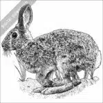 Mountain Cottontail black and white stock image