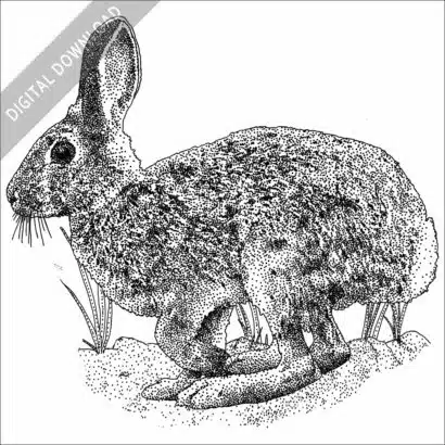 Mountain Cottontail black and white stock image