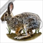 Mountain Cottontail black and white stock image