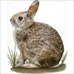 New England Cottontail illustration