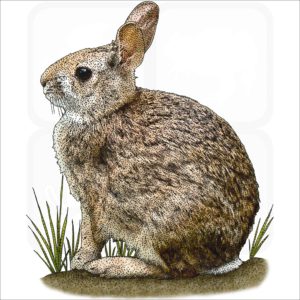 New England Cottontail illustration