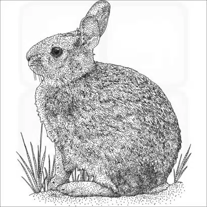 New England Cottontail black and white drawing