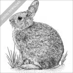 New England Cottontail black and white drawing