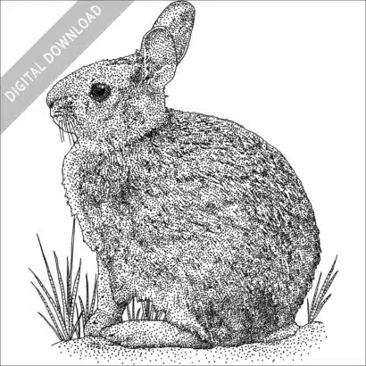 New England Cottontail black and white drawing