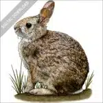 New England Cottontail stock image
