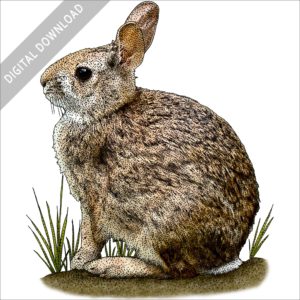 New England Cottontail stock image