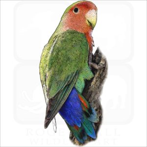 Peach-Faced Lovebird illustration