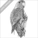 Peach-Faced Lovebird black and white stock image