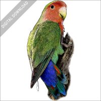 Peach-Faced Lovebird stock image