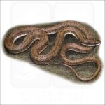 Queensnake illustration