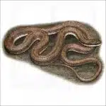 Queensnake illustration
